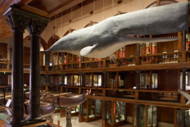 Bishop Museum Hawaiian Hall