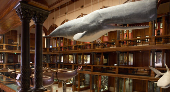 Bishop Museum Hawaiian Hall