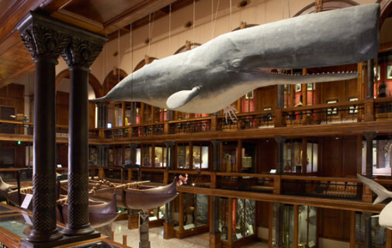 Bishop Museum Hawaiian Hall