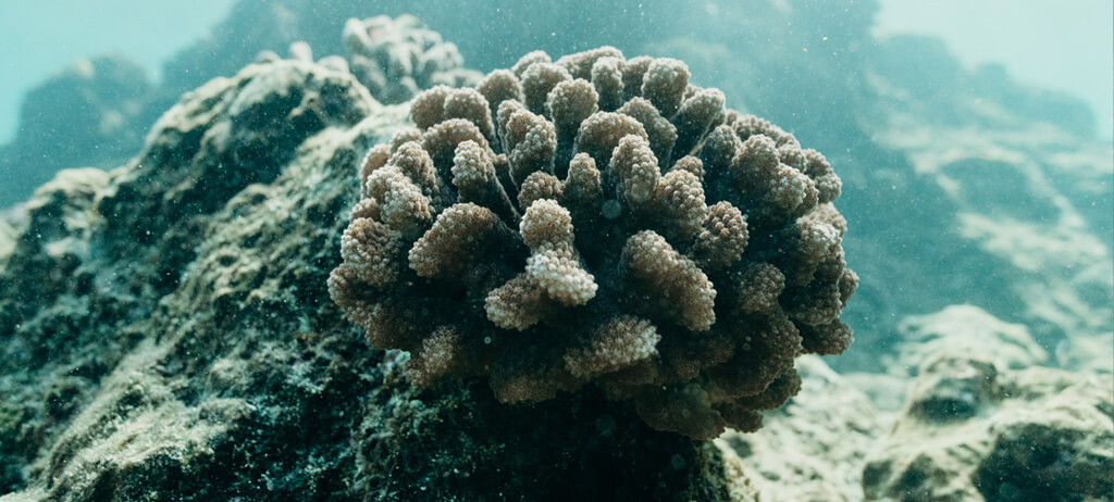 Malama Hawaii