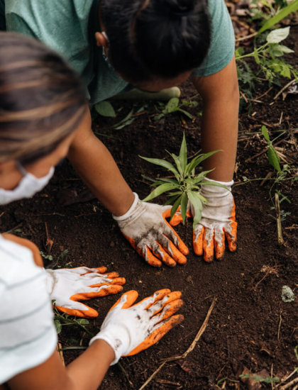 Plant a Tree