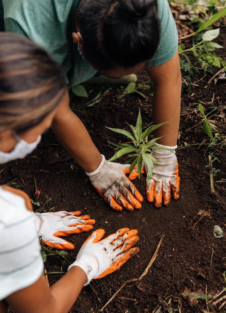 Plant a Tree