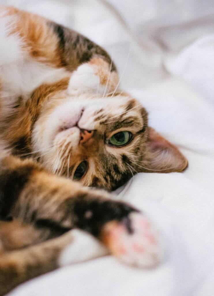 Pets and Self Care