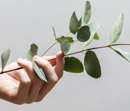 Spring Reset