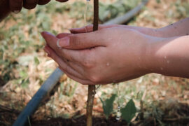 Hawaii Legacy Reforestation Initiative