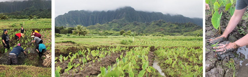 Kāko‘o ‘Ōiwi