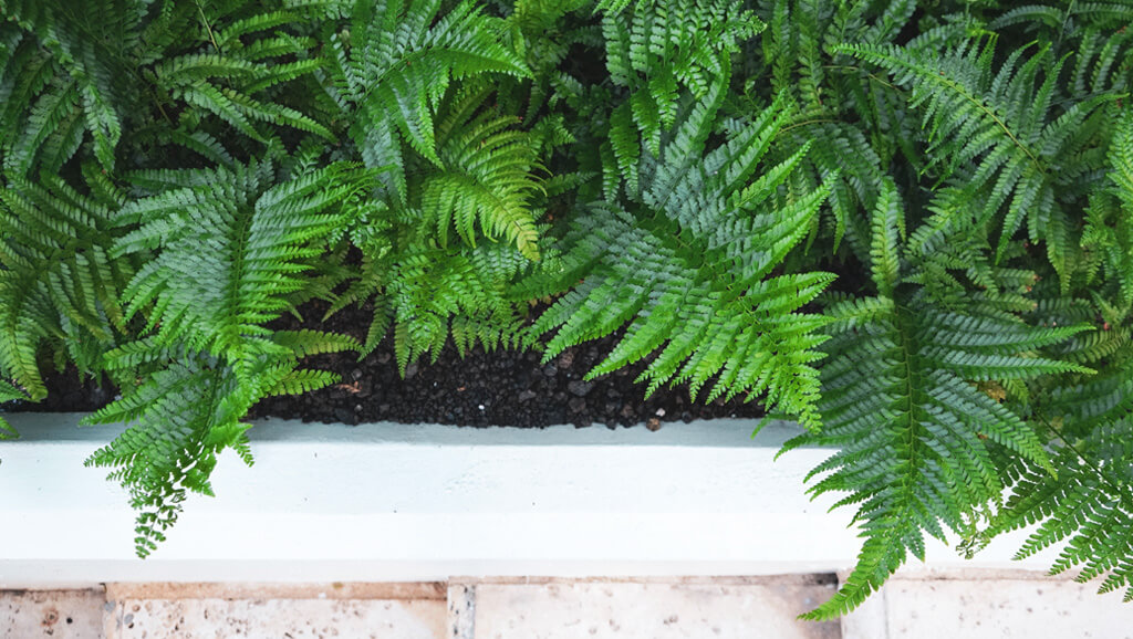 palapalai fern